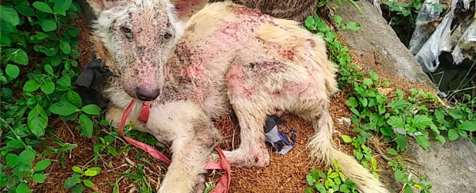 Rescue Anjing Bali