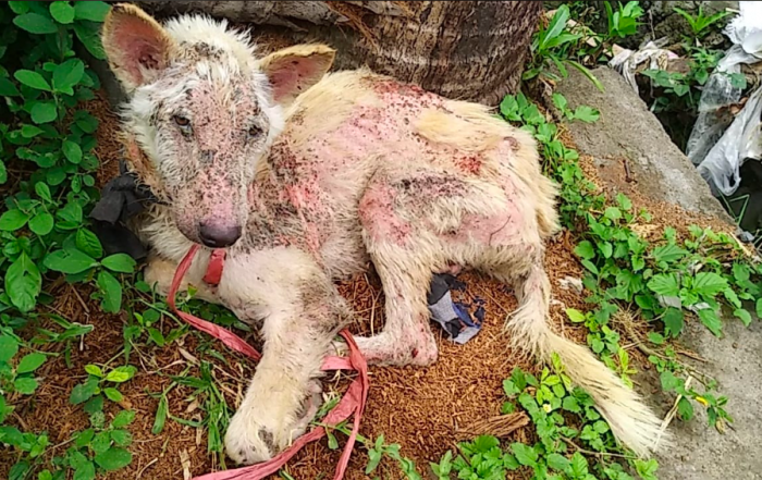 Rescue Anjing Bali