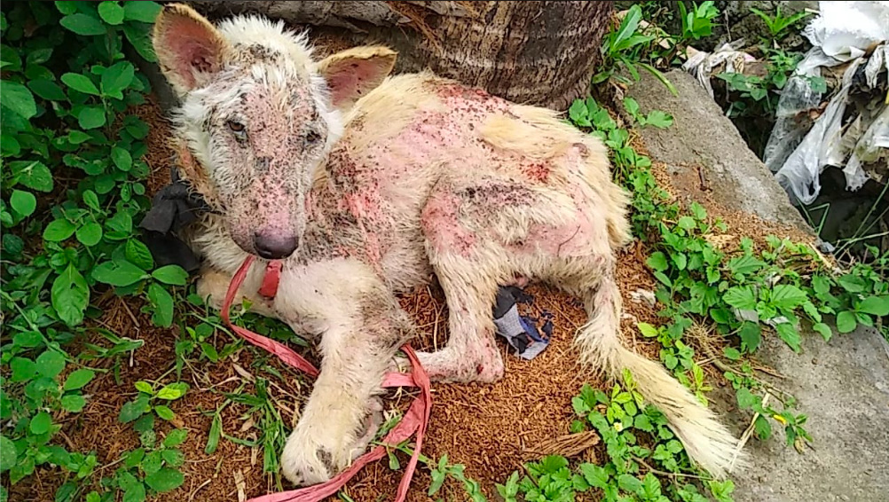 Rescue Anjing Bali
