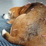 Terapi Akupunktur Hewan di Bali